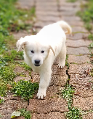 Étalon Golden Retriever - Apollon Du Souvenir De Tootsie