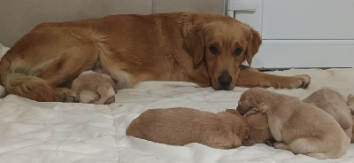 Étalon Golden Retriever - Venise du jardin de boheme