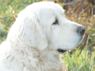 Étalon Golden Retriever - Vince Du Domaine Texan