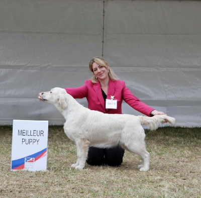 Étalon Golden Retriever - Peace And Love Golden Velvet moon