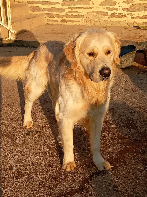 Étalon Golden Retriever - Togo Des Rêveurs De Galens