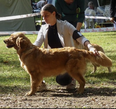 Étalon Golden Retriever - United bella Du Brionnais Doré