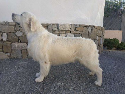 Étalon Golden Retriever - CH. Owars De La Tribu Des Tam Tam