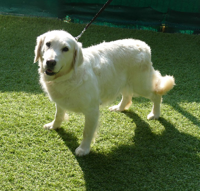 Étalon Golden Retriever - Rafale Du Domaine De Dague