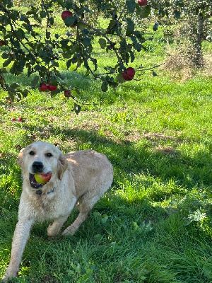 Étalon Golden Retriever - Vanina (Sans Affixe)