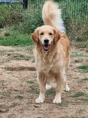 Étalon Golden Retriever - Panama Du Ruisseau De La Groseille