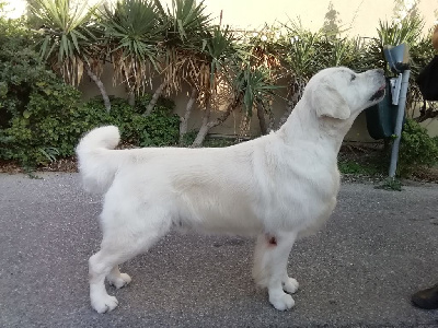 Étalon Golden Retriever - Shine Your Way So expected like snow