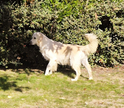 Étalon Golden Retriever - Sara-zine Du domaine du rochereau