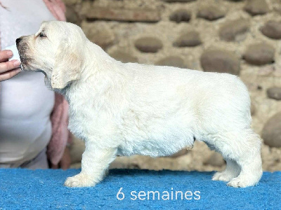 Étalon Golden Retriever - Another music tentation Angels of Tara