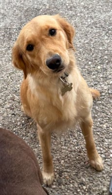 Étalon Golden Retriever - Vanille Du Val D'Isao