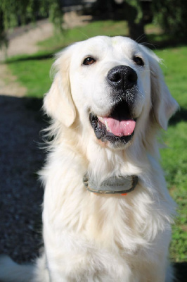 Étalon Golden Retriever - Vic du grand sénéchal