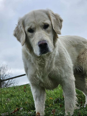Étalon Golden Retriever - Taya Du Haut Atlas