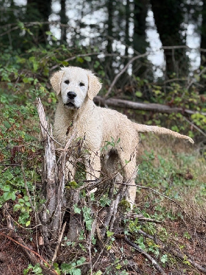 Étalon Golden Retriever - Avalanche d'amour Des Terres d'Amara