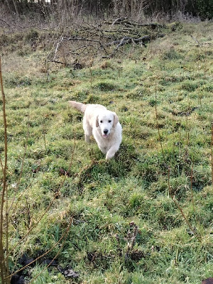 Étalon Golden Retriever - Twix Du Ruisseau De La Groseille