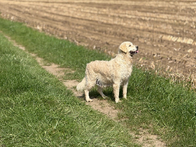 Étalon Golden Retriever - Pagaille des jardins d epona