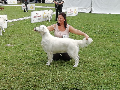 Étalon Golden Retriever - Rising True Love Volga vip