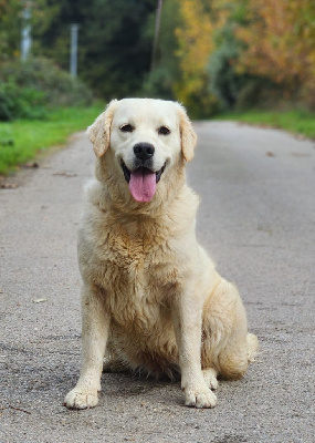 Étalon Golden Retriever - Vega des Anges de la Claie