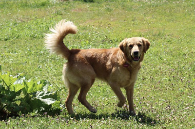 Étalon Golden Retriever - Urkann (Sans Affixe)