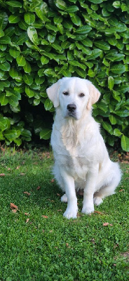 Étalon Golden Retriever - Aukena Des Hauts De L'Embellie