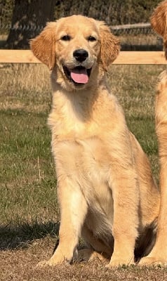 Étalon Golden Retriever - A la folie je t'aimerai Du Brionnais Doré