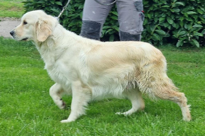 Étalon Golden Retriever - Uliana des hirondelles du voyage
