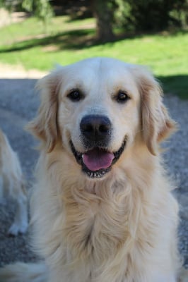 Étalon Golden Retriever - Saïko des jardins d'epona