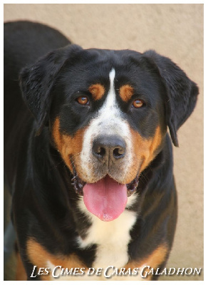 Étalon Grand bouvier suisse - Tol-morwen Des cimes de caras galadhon