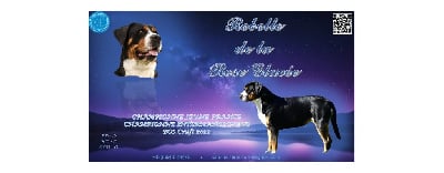 Étalon Grand bouvier suisse - CH. Rebelle de la rose glacée