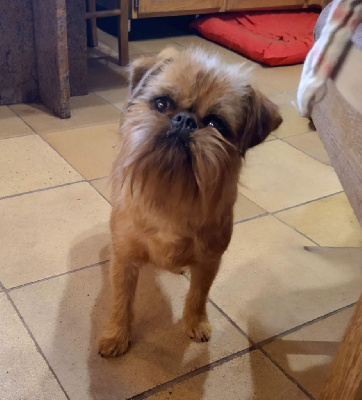 Étalon Griffon bruxellois - Sha zhen can Ubiou