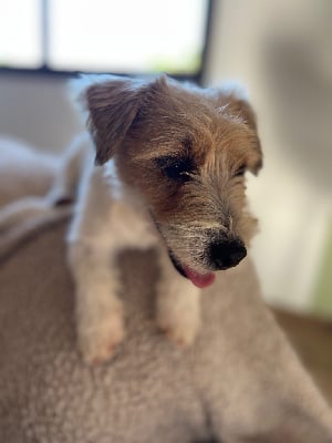 Étalon Jack Russell Terrier - Vaya bella Des Niglots Du Gard
