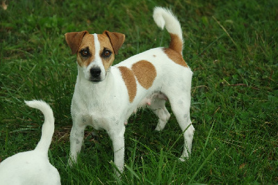 Étalon Jack Russell Terrier - Victoire du creux du nant