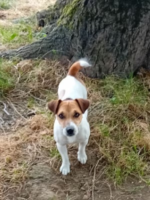 Étalon Jack Russell Terrier - Valkyrie du creux du nant