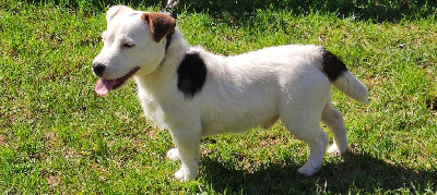 Étalon Jack Russell Terrier - Vianney Du champ de l'ormeau