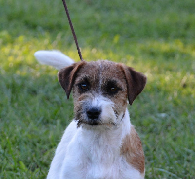 Étalon Jack Russell Terrier - Valentina Des Gerveilles