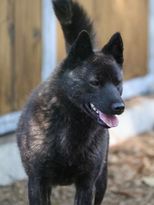 Étalon Kai - Karen go fuurinkazan