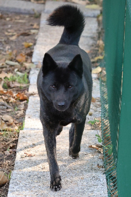 Étalon Kai - Kagami aki kanmu go proud fci