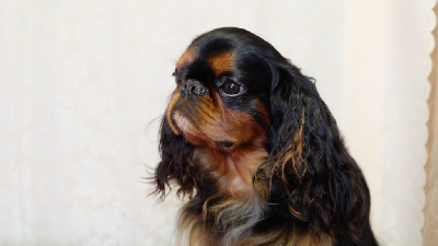 Étalon King Charles Spaniel - Shadow harry fapella gray