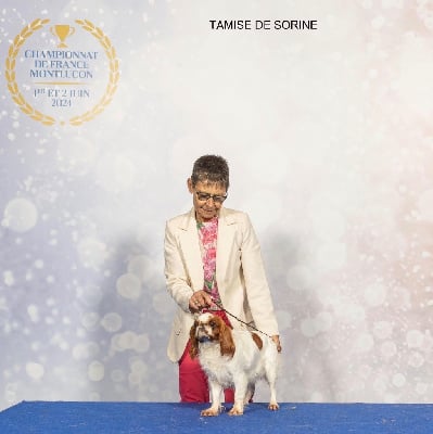Étalon King Charles Spaniel - CH. de Sorine Tamise