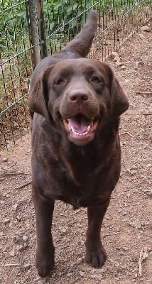 Étalon Labrador Retriever - Valkyrie Des terres sacrees