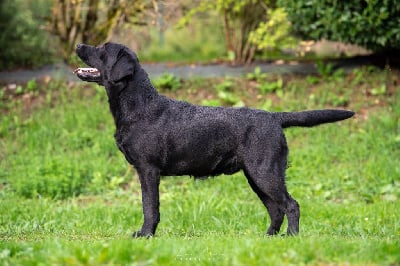 Étalon Labrador Retriever - merakistone Catch my heart