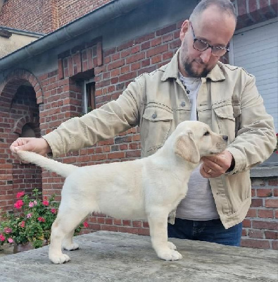 Étalon Labrador Retriever - Gold powder Angelia viva diva