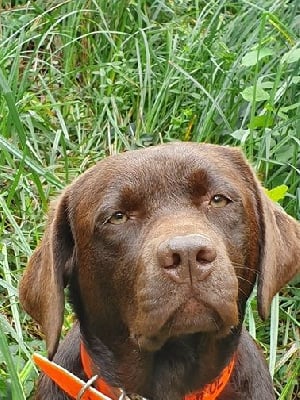 Étalon Labrador Retriever - Swing de la roselière solitaire