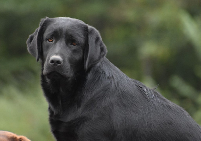 Étalon Labrador Retriever - Unchained melody of misty dreams