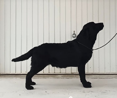 Étalon Labrador Retriever - MDG Labs Usb