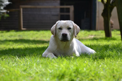 Étalon Labrador Retriever - Ki Kalonek Velours