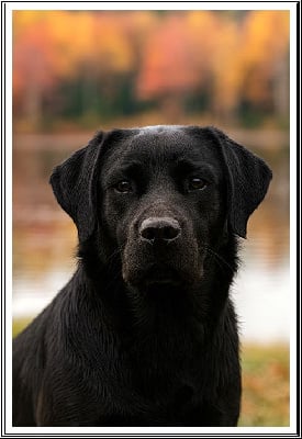 image de Un eclair d zeus