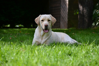 Étalon Labrador Retriever - Ki Kalonek Una belissima