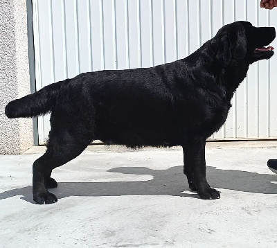 Étalon Labrador Retriever - loretta labs Fortune of the time