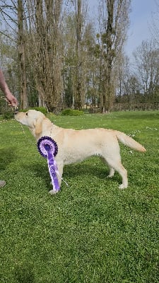 Étalon Labrador Retriever - Upsie De Sonate Cras Chevalier