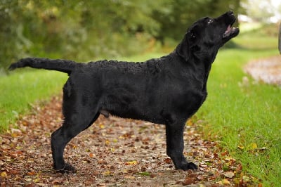 Étalon Labrador Retriever - woefdram's Dragonfly